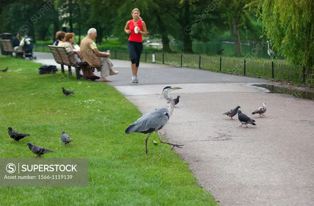 Heron Ardea cinerea in Regents Park London Summer