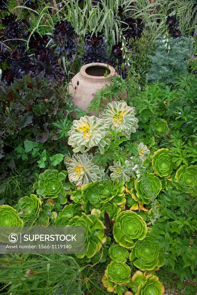 House leeks and succulents in flower border with pottery urn