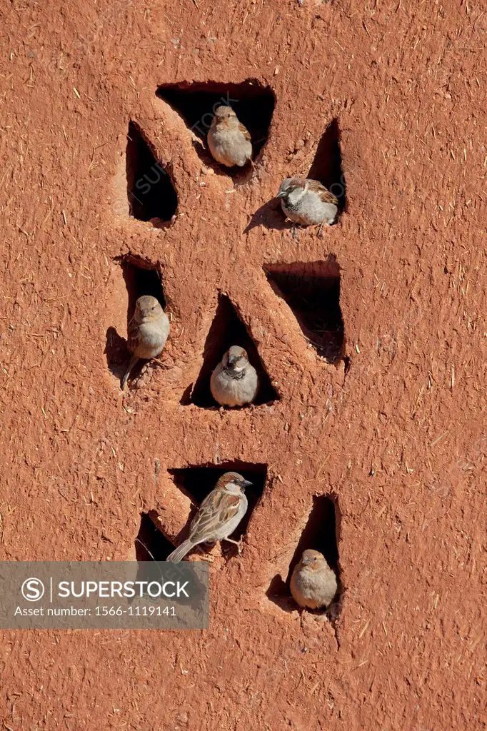 House Sparrow Passer domesticus colony in building Morocco