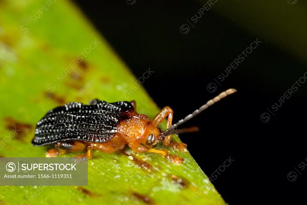 Beetle. Image taken at Kampung Satau, Singai, Sarawak, Malaysia.