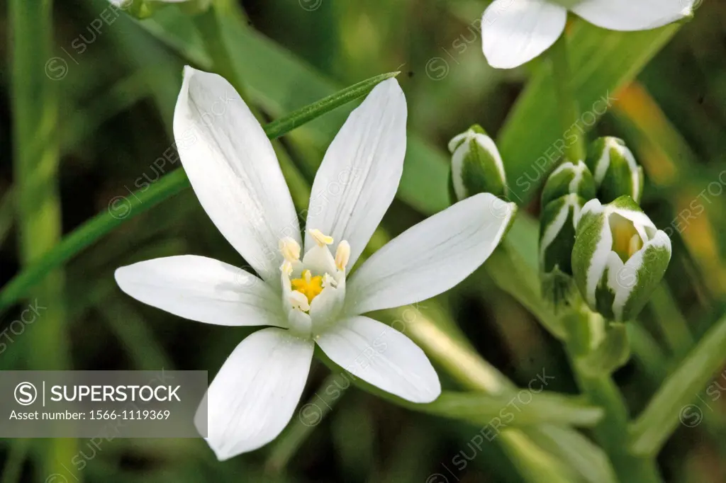 Open Pyrenes Star of Bethlehem, Ornithogalum umbellatum, Caryophyllaceae  Sleepydick  Single open flower with cluster of buds  Small white wild flower...