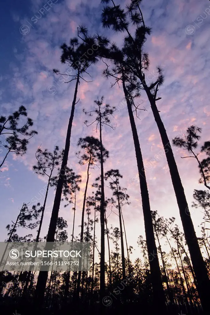 Pine trees and pre-dawn sky, Everglades National Park, Florida, USA