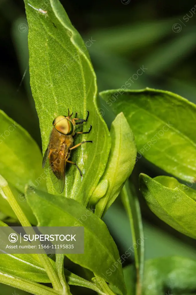 Striped Horse Fly (Tabanus lineola) on Asian Meadowsweet (Spiraea trilobata var. trilobata) Leaf.