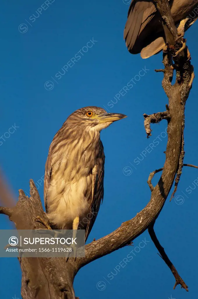 Juvenile Black-crowned Night Herons, Nycticorax nycticorax, Parana Delta, Buenos Aires province, Argentina, South America