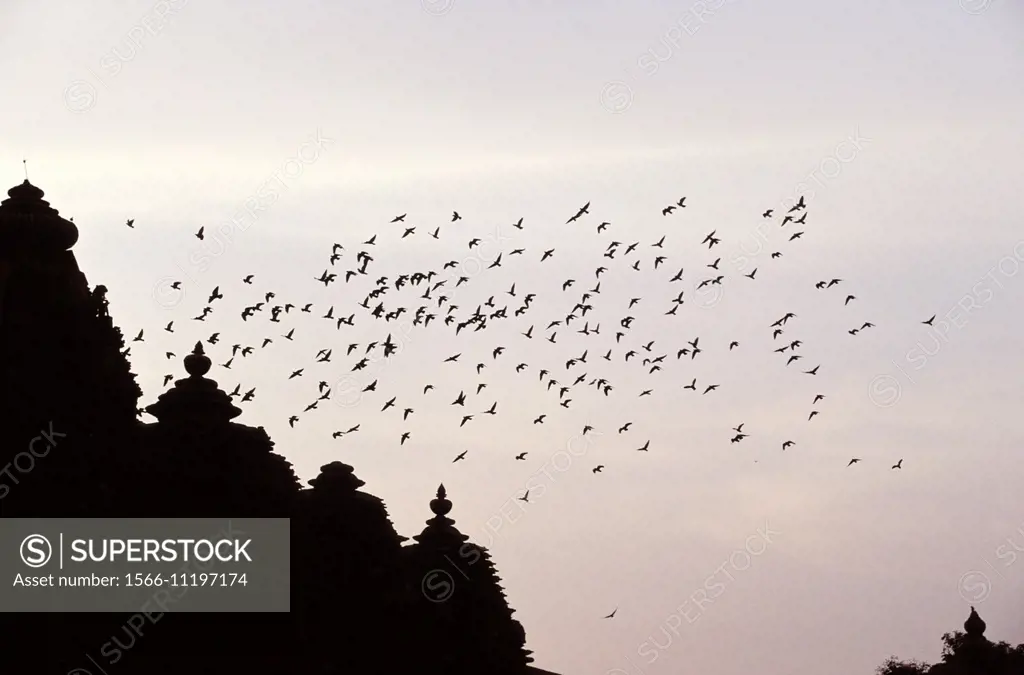 Dozens of starlings flying over a Khajuraho Temple at dusk