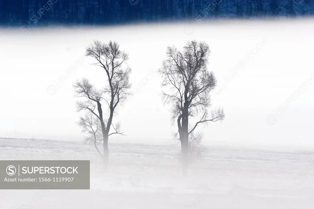 Pair of Cottonwood Trees in Winter Mist Lamar Valley Yellowstone National Park USA