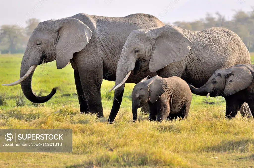 Elephants, Loxodonta africana, in Amboseli, Kenya.