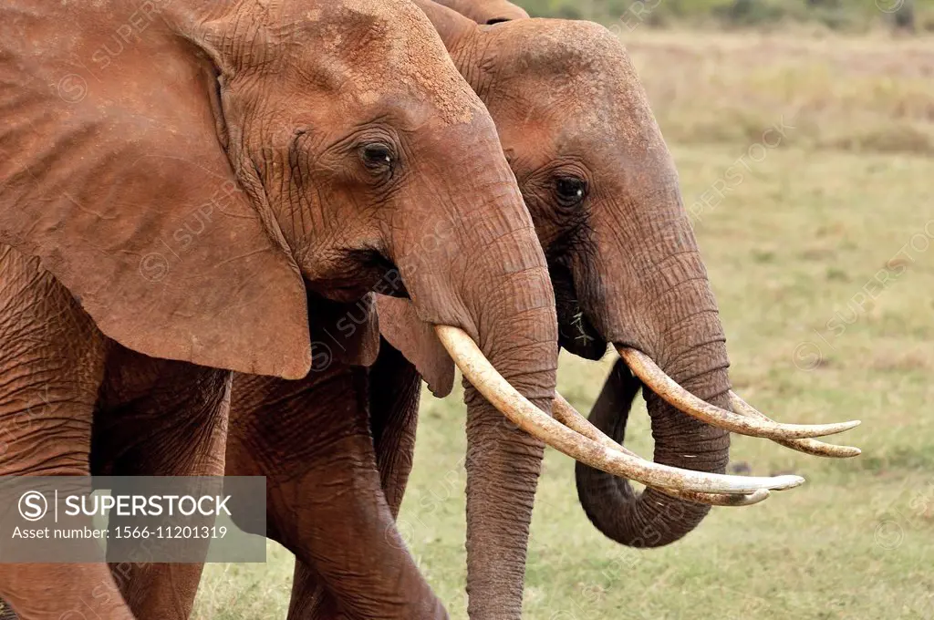 Two Elephants, loxodonta africana, walking side on side, Tsavo East National Park, Kenya.