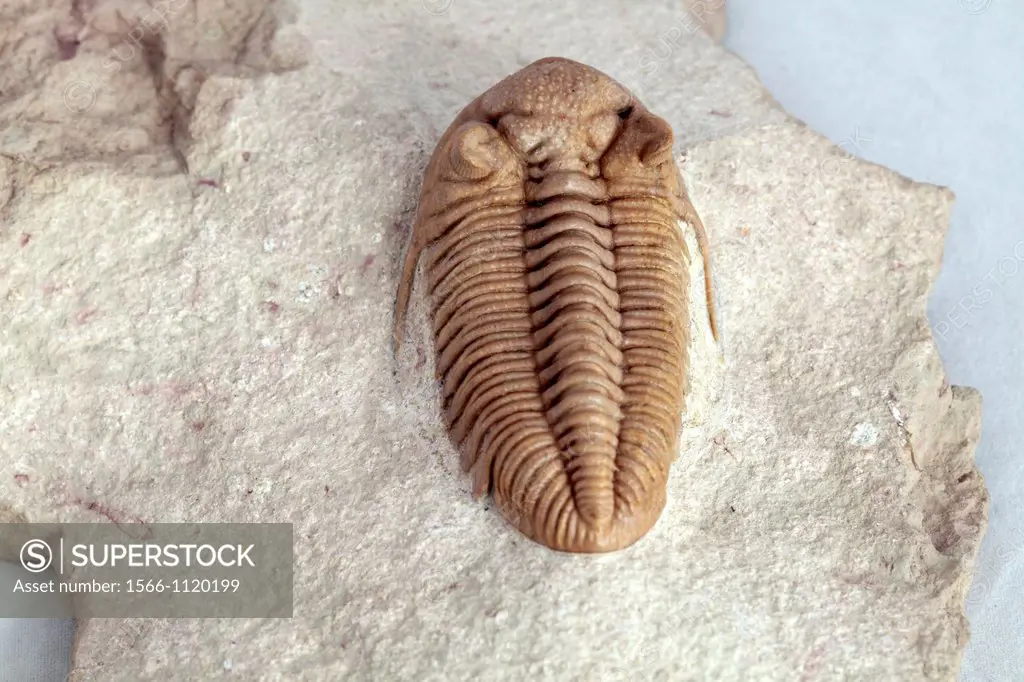 Trilobite fossil, Chasmops sp , 450 milion years