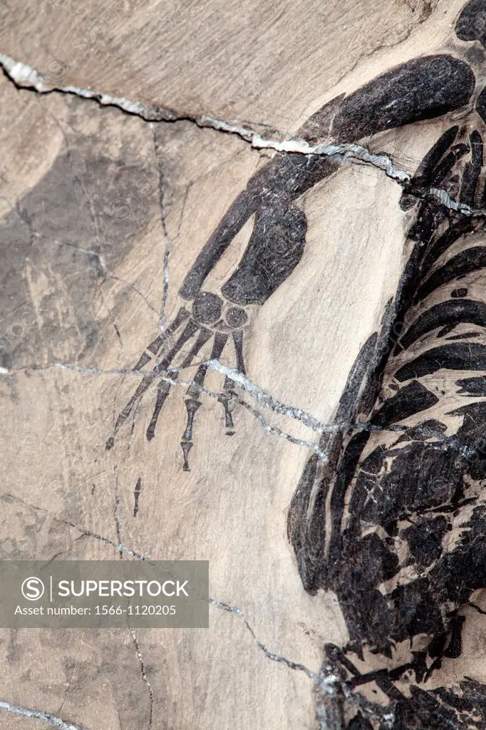 Dinosaur sceleton Keichousaurus hui, 220 milion years