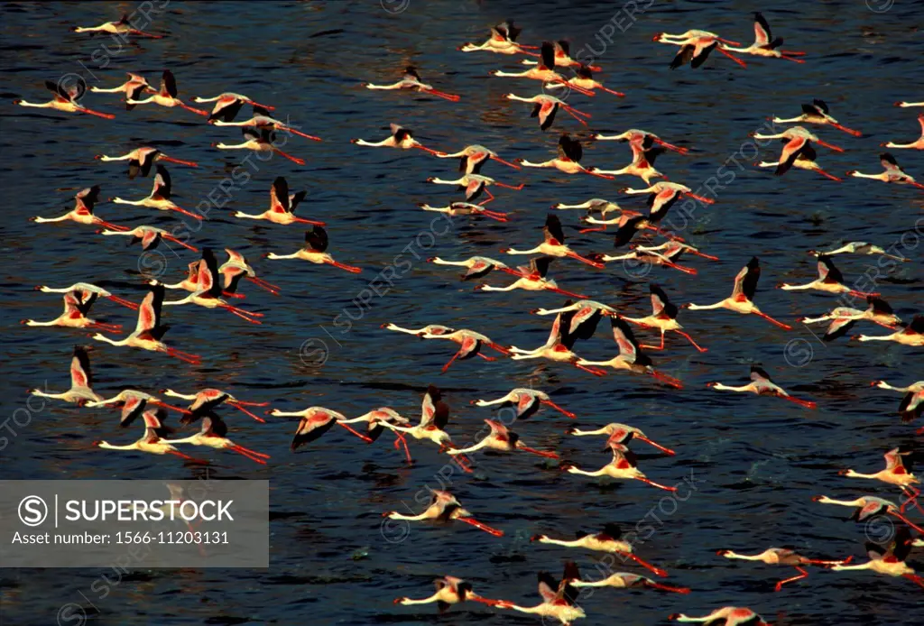 Flamingos, Lake Bogoria, Kenya.