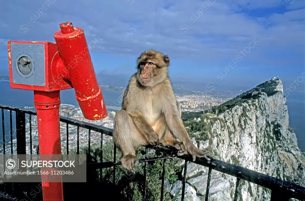 monkey in the rock.gibraltar.