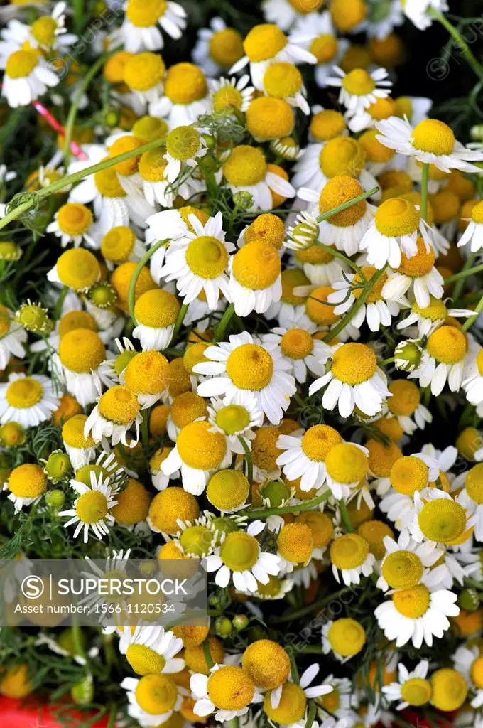 Anthemis nobilis synonym: chamaemelum nobile for sale. Commonly known as Roman camomile, chamomile, garden camomile, ground apple, low chamomile, En...