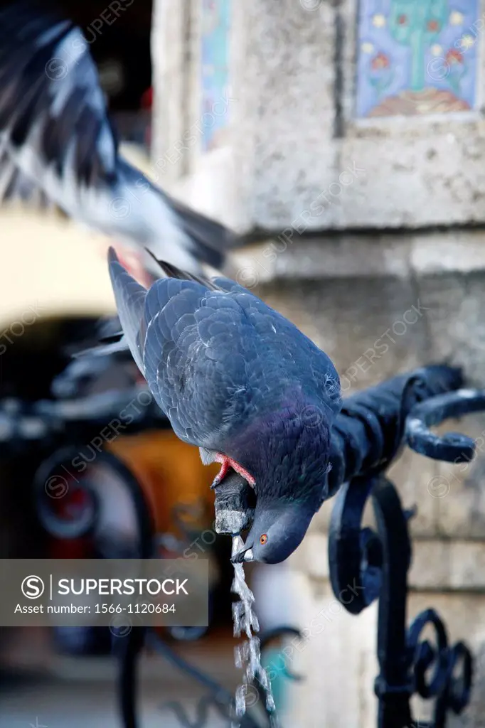 Pigeon drinking from a fountain at Hippocrates square, Rhodes old town, Rhodes, Greece