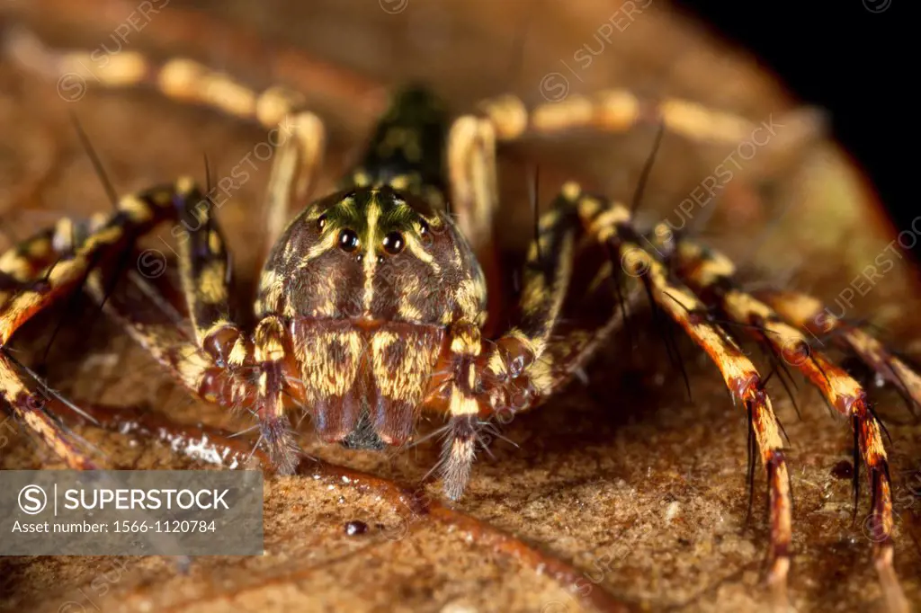 Jumping spider. Image taken at Kampung Satau, Singai, Sarawak, Malaysia.