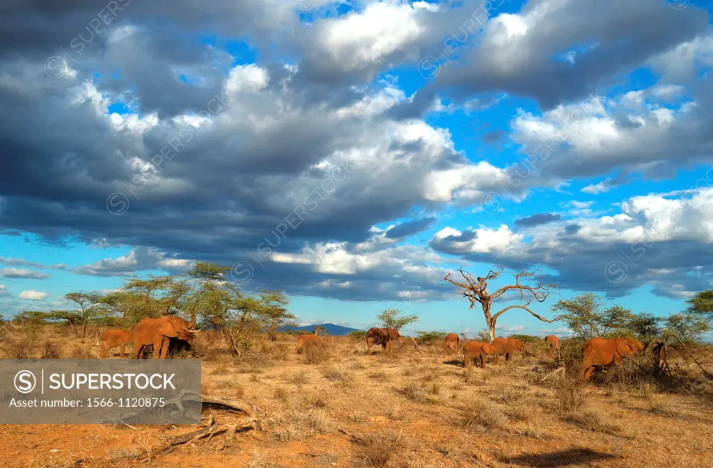 Kenya, Samburu National Reserve, Kenya, African Elephant