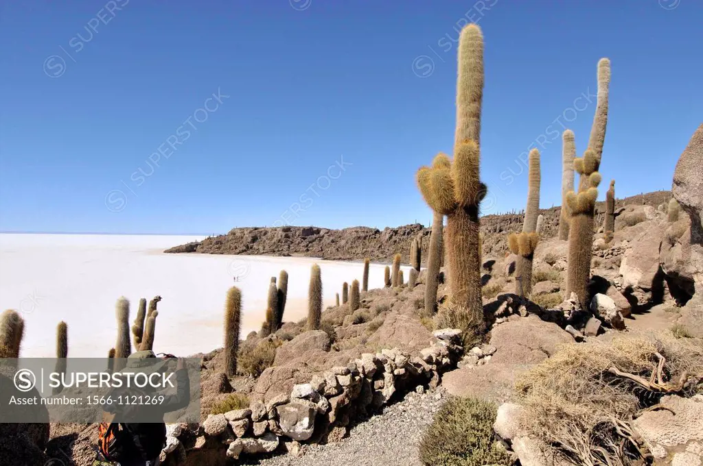 Inkahuasi or Inkawasi, island in the middle of Salar de Uyuni the world´s largest salt flat at 10,582 square kilometers. It is located in the Potosí a...