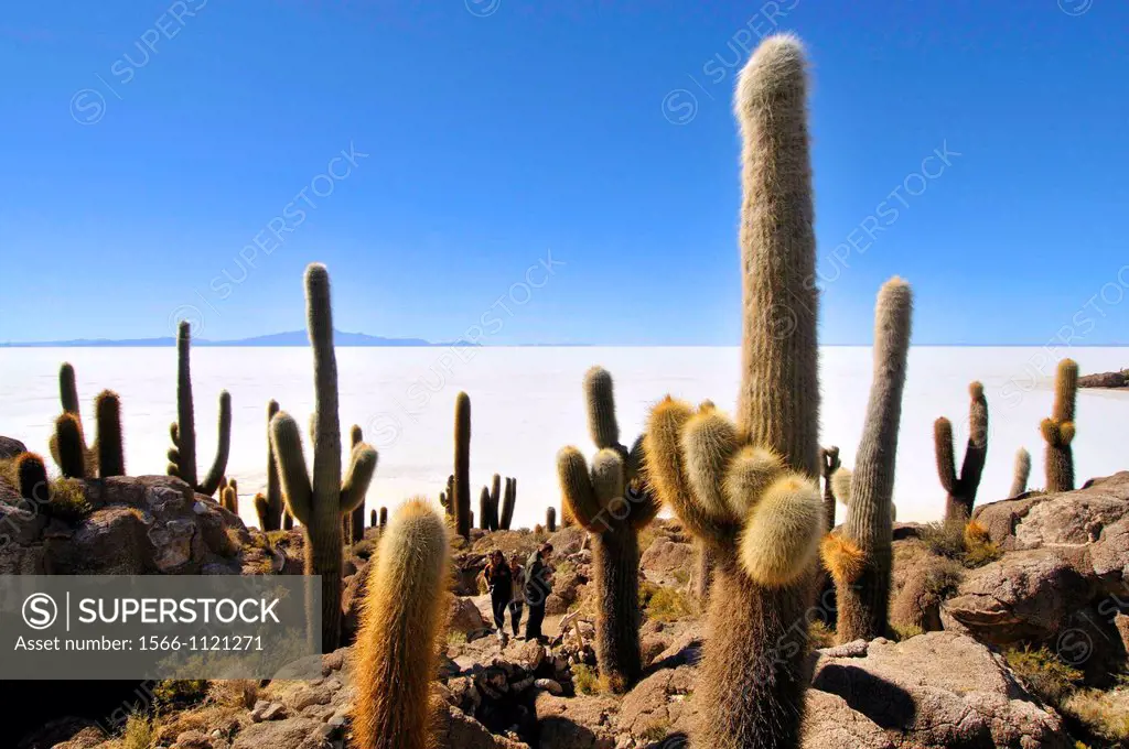 Inkahuasi or Inkawasi, island in the middle of Salar de Uyuni the world´s largest salt flat at 10,582 square kilometers. It is located in the Potosí a...