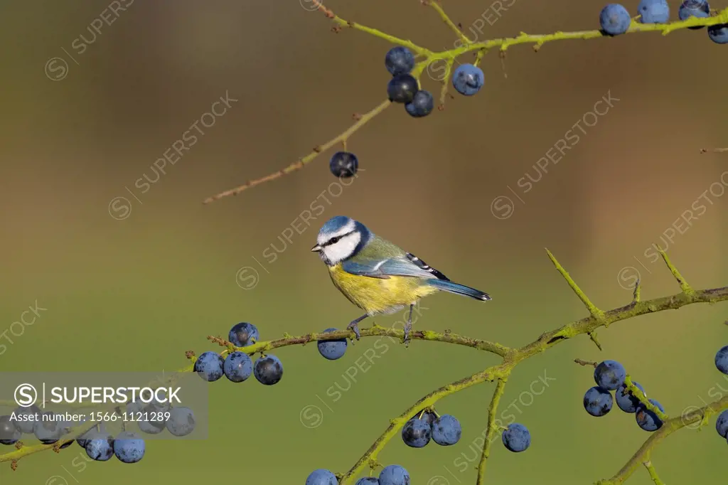 Blue tit Parus Caeruleus on blackthorn berries