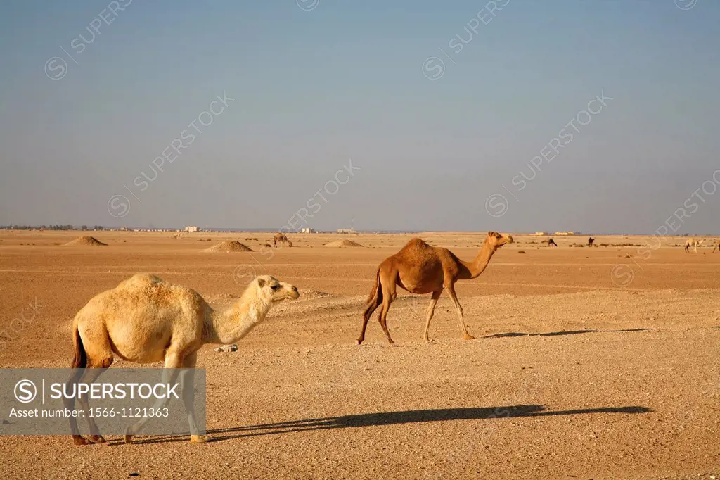 Stone desert, the Badia, Jordan
