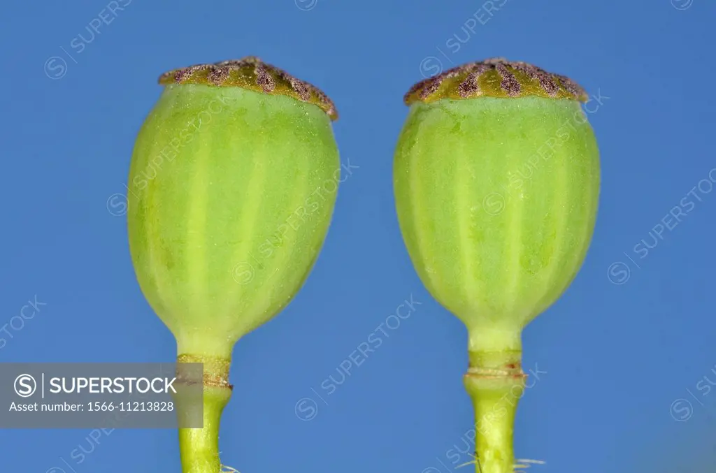 Fruits of poppy Papaver rhoeas