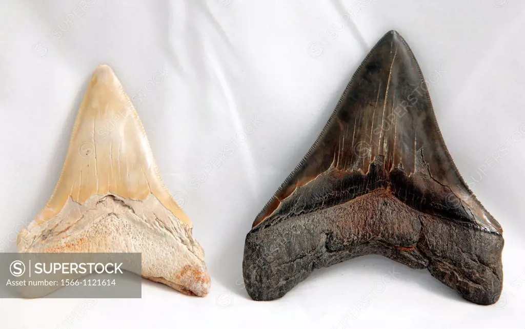 Megalodon shark teeth fossil