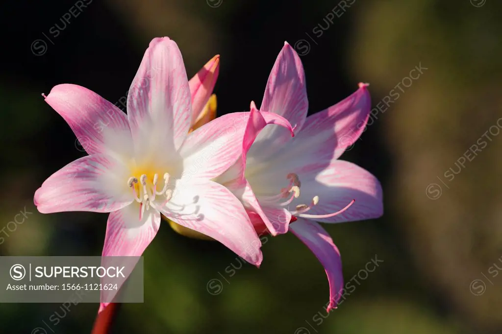 Amaryllis belladonna flowers blooming at the Azores islands