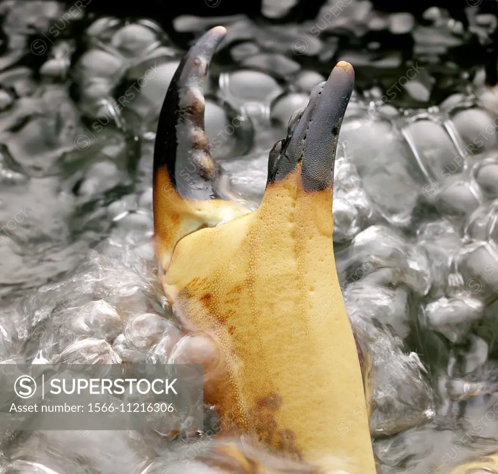 Crab claw in boiling water