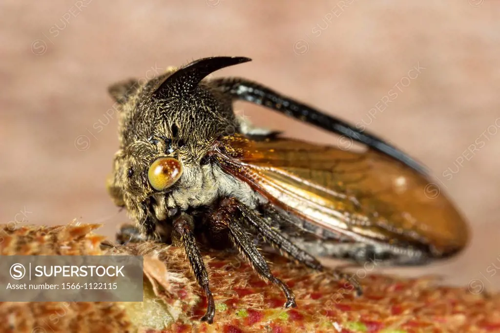 Male tree hopper. Image taken at Kampung Satau, Singai, Sarawak, Malaysia.