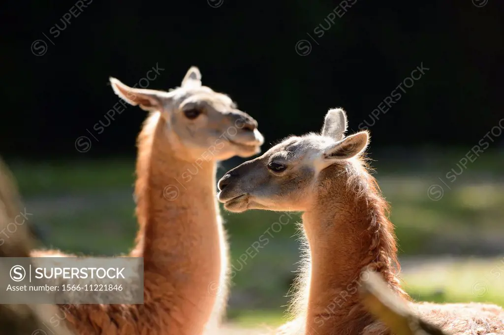 Close-up of two guanacos (Lama guanicoe) in spring.