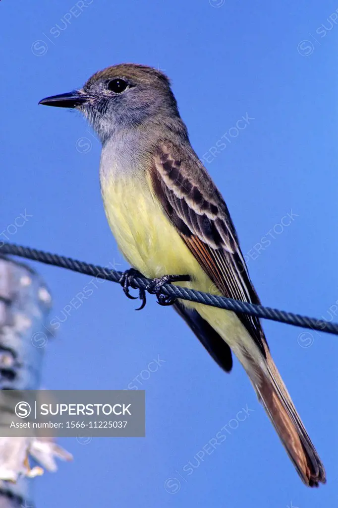 Great Crested flycatcher (Myiarchus crinitus) adult in vicinity of nest cavity, Greater Sudbury, Ontario, Canada.  