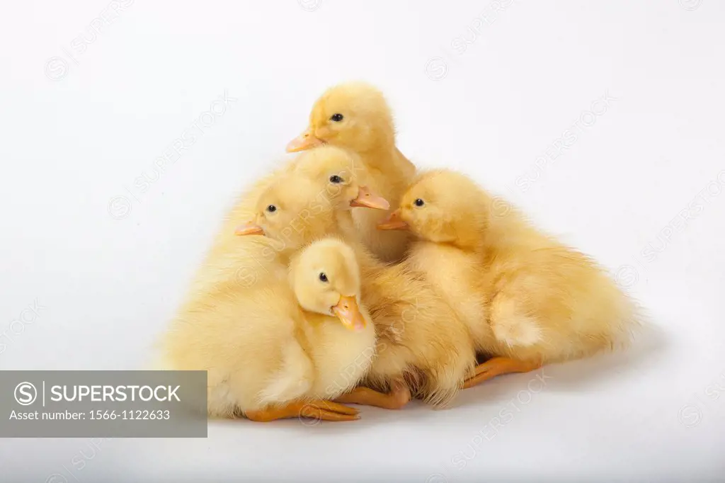 Ducklings on white background