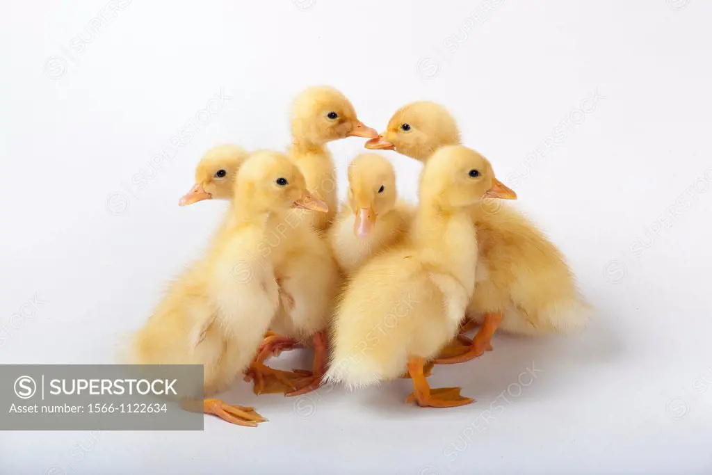 Ducklings on white background