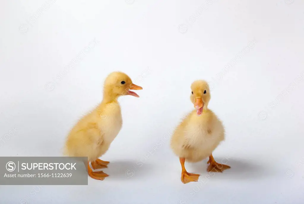Ducklings interacting on white background