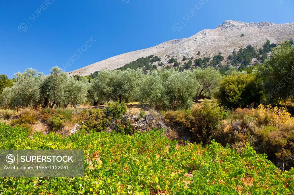 Vineyards  Emponas Village, Rhodes Island, The Dodecanese Archipelago, Greece, Europe.