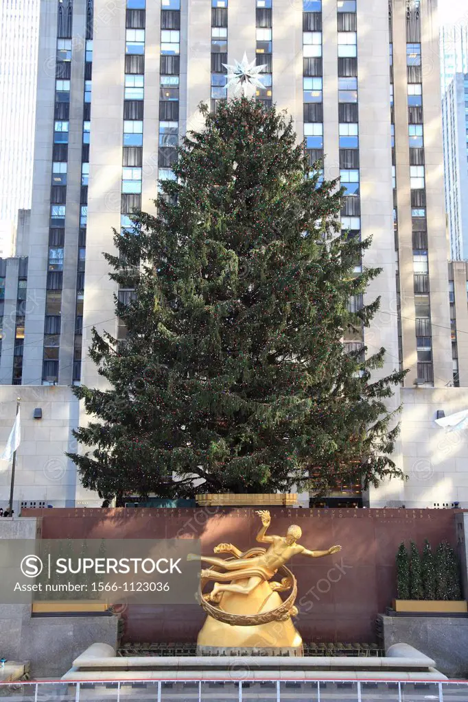 The Rockefeller Center Christmas tree, Manhattan, New York City, USA
