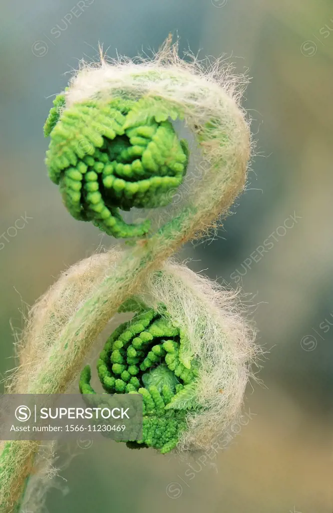 Interrupted fern (Osmunda claytoniana) Emerging ´fiddleheads´ with protective coverings, Greater Sudbury, ON, Canada.