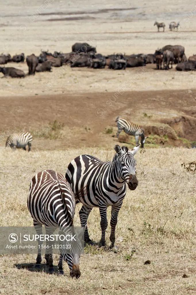 Plains Zebras Equus quagga and African Buffalo Syncerus caffer, Ngorongoro Crater, Tanzania