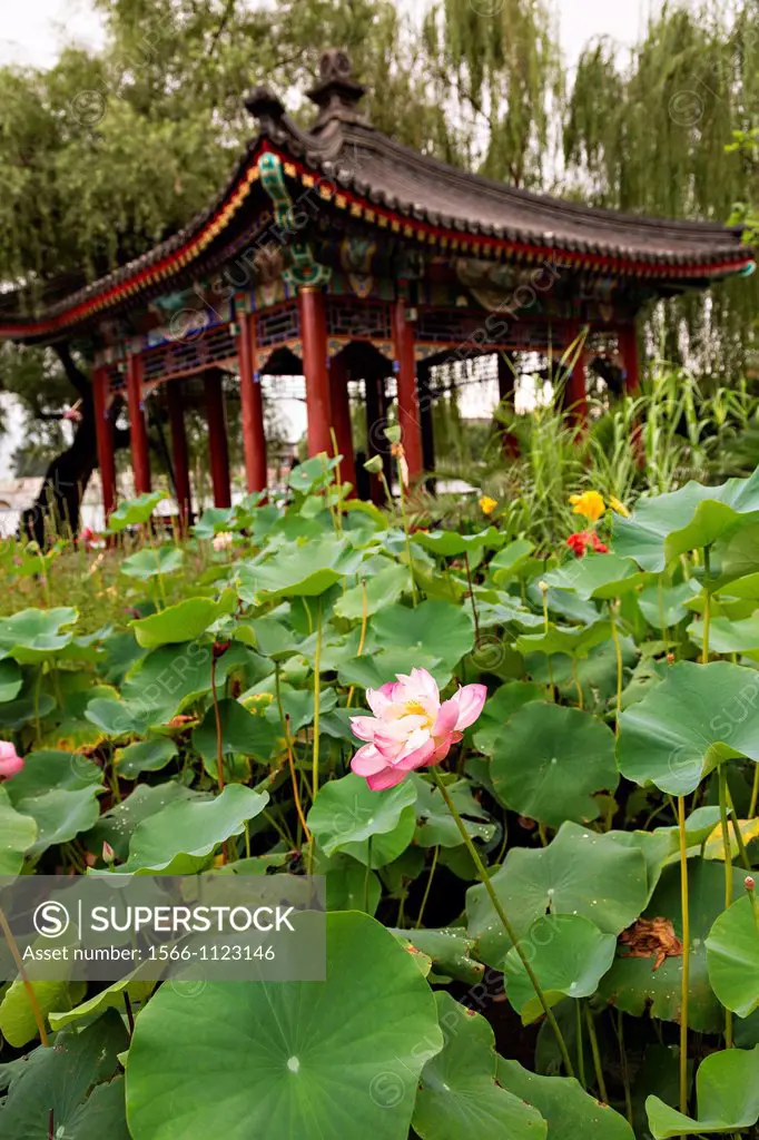 Lotus flowers in front of a Chinese style Pavilion at Beihai Park in Beijing, China