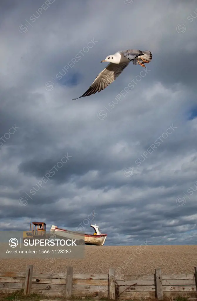 Black headed Gull & Fishing boat Weybourne Beach UK October