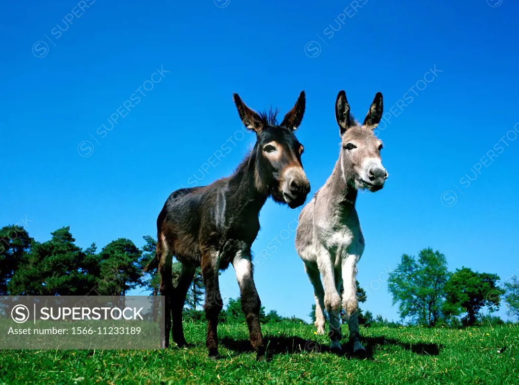 Grey Donkey and Donkey.