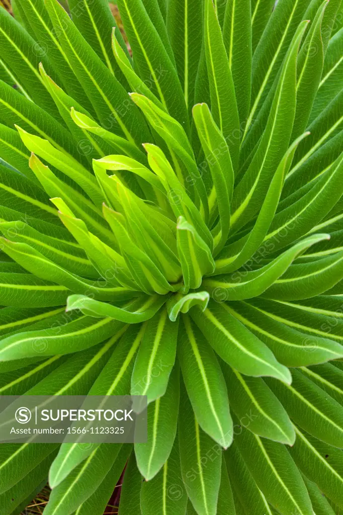 Giant Lobelia, Aberdare National Park, Kenya, Africa.