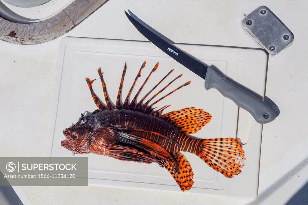 Lion Fish.