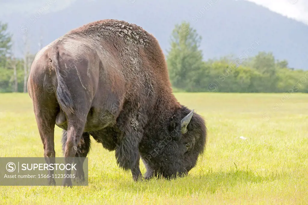 North America,United States,Alaska,Anchorage,Alaska Wildlife Conservation Center,Wood Bison (Bison bison athabascae),bull,adult male.