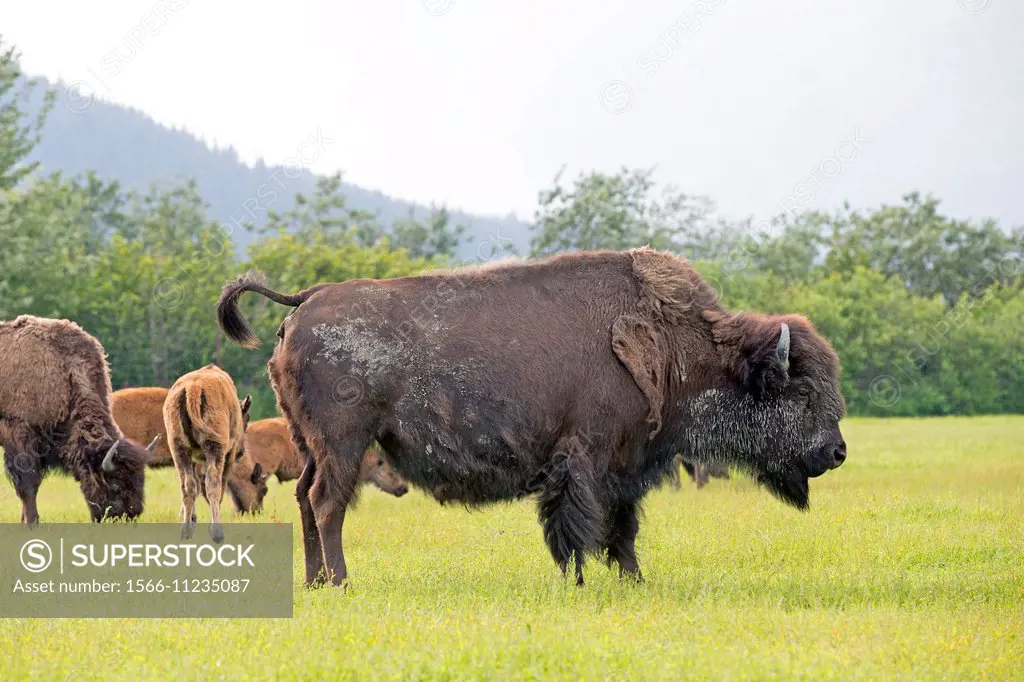 North America,United States,Alaska,Anchorage,Alaska Wildlife Conservation Center,Wood Bison (Bison bison athabascae).