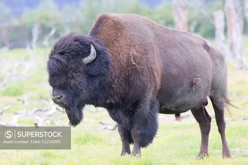 North America,United States,Alaska,Anchorage,Alaska Wildlife Conservation Center,Wood Bison (Bison bison athabascae),Bull, Adult male.