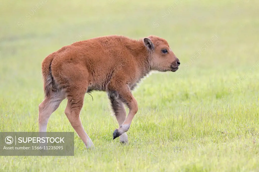 North America,United States,Alaska,Anchorage,Alaska Wildlife Conservation Center,Wood Bison (Bison bison athabascae),veal, just born.