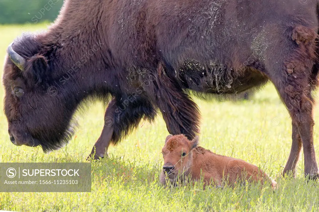 North America,United States,Alaska,Anchorage,Alaska Wildlife Conservation Center,Wood Bison (Bison bison athabascae),adult female and just born.