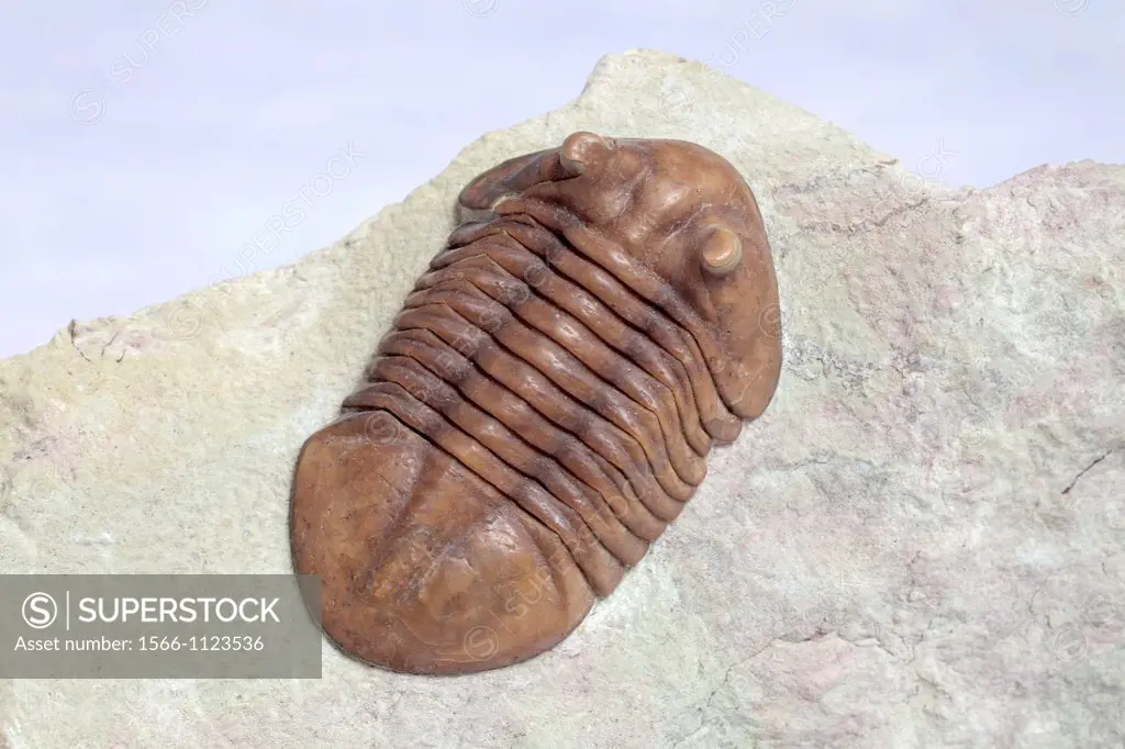 Trilobite fossil, Asaphus sp , 450 milion years
