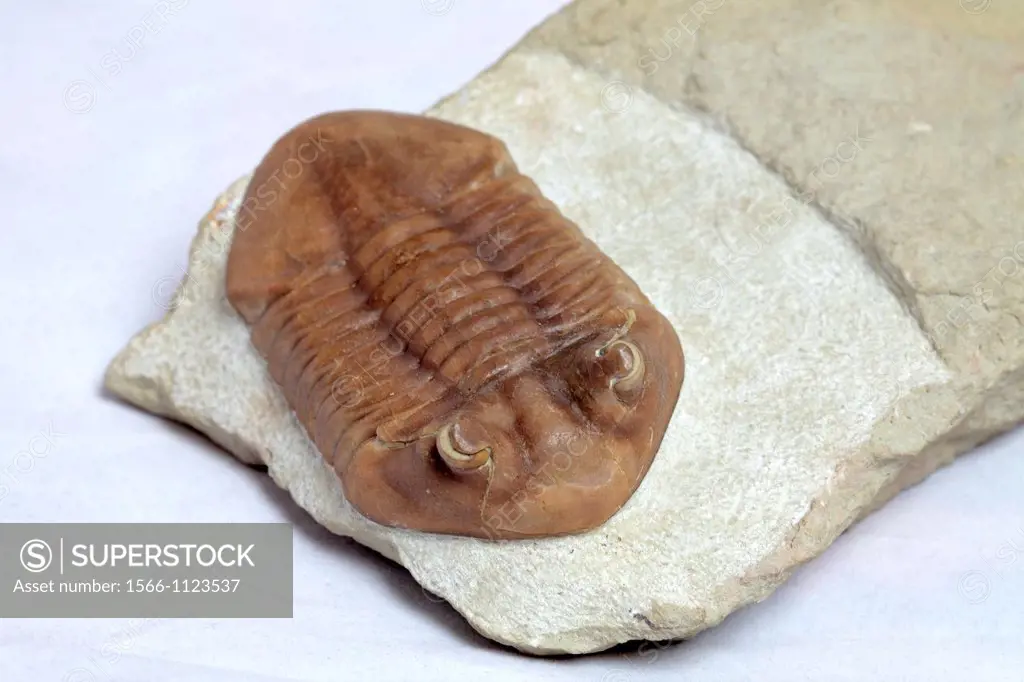 Trilobite fossil, Asaphus sp , 450 milion years